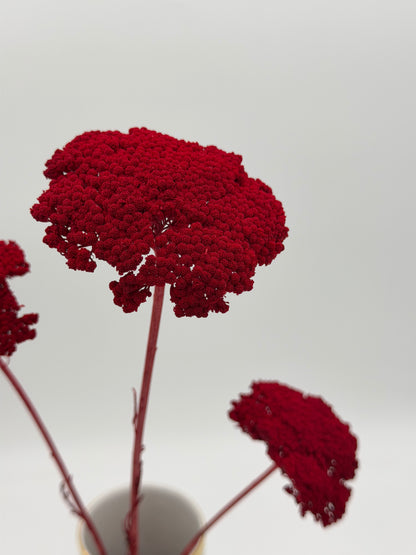 Achillea dunkelrot 3 Stück
