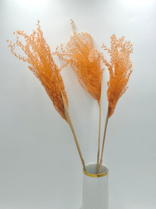 Pampas Stipha Federgras Stiel apricot 3 Stück