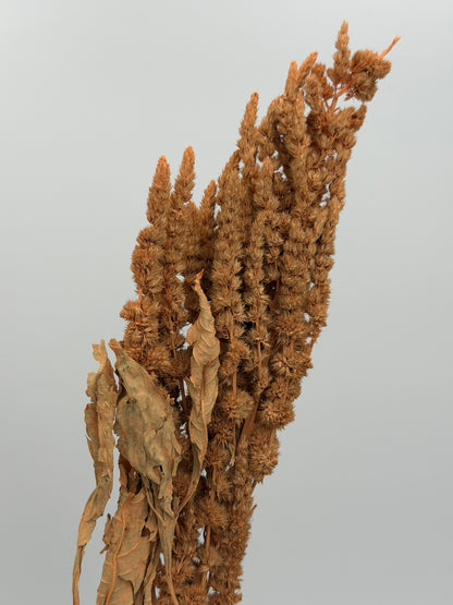 Amaranthus apricot