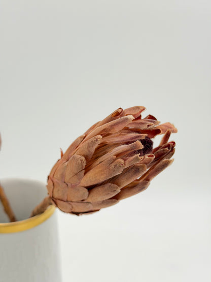 Protea geschlossen orange braun 2 Stück