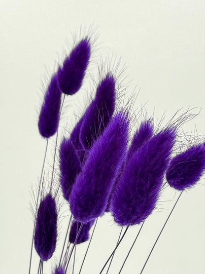Lagurus lila