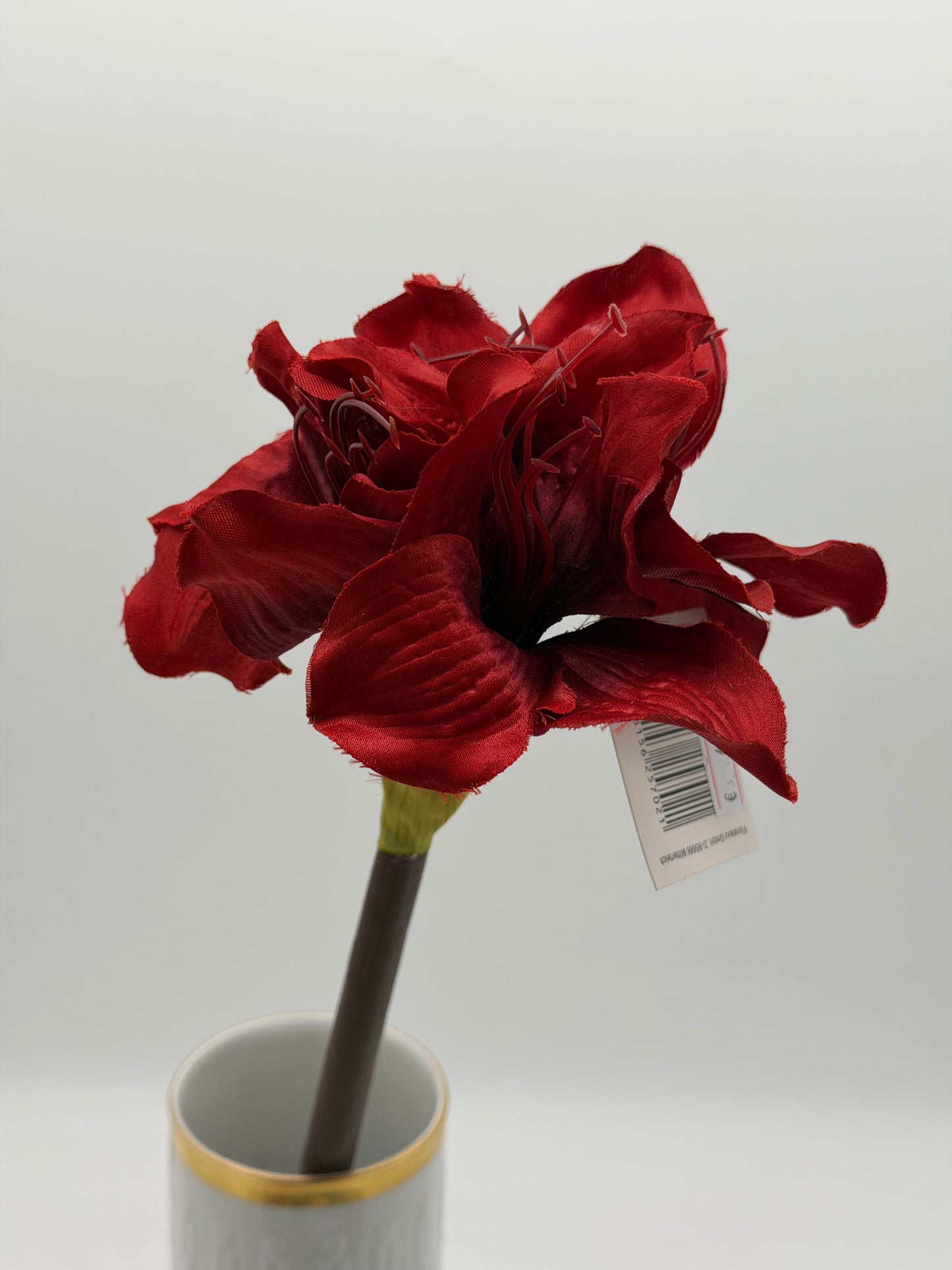 Amaryllis Hippeastrum
