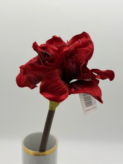 Amaryllis Hippeastrum