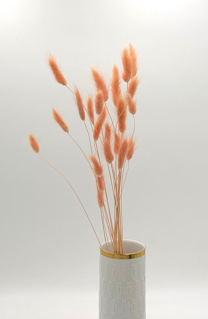 Lagurus apricot