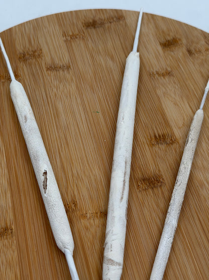 Typha Rohrkolben weiß 3er