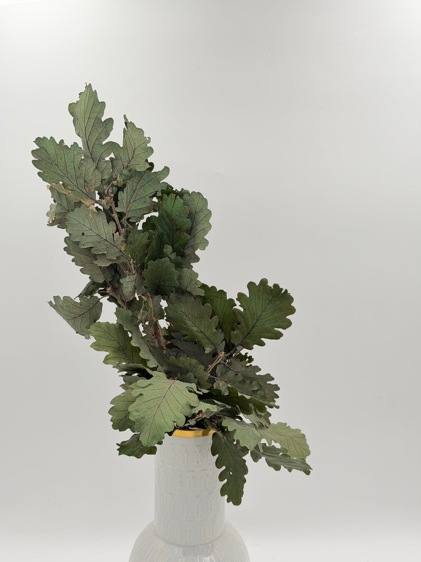 Konserviertes Eichenlaub stabilisiert haltbar