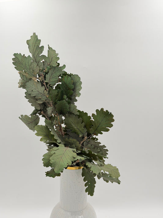 Konserviertes Eichenlaub stabilisiert haltbar