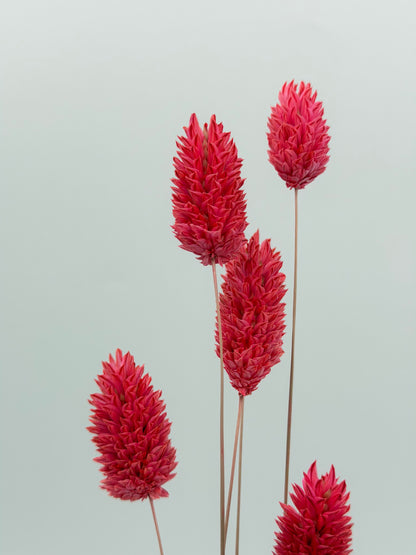Phalaris koralle