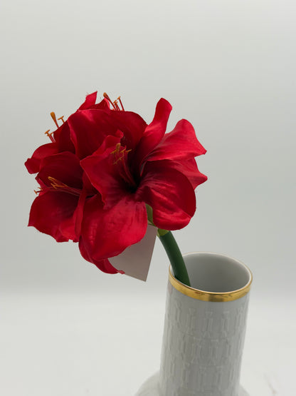 Amaryllis Hippeastrum