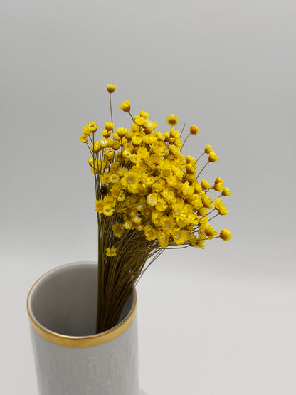 Glixia Sternenblume Papierknöpfchen