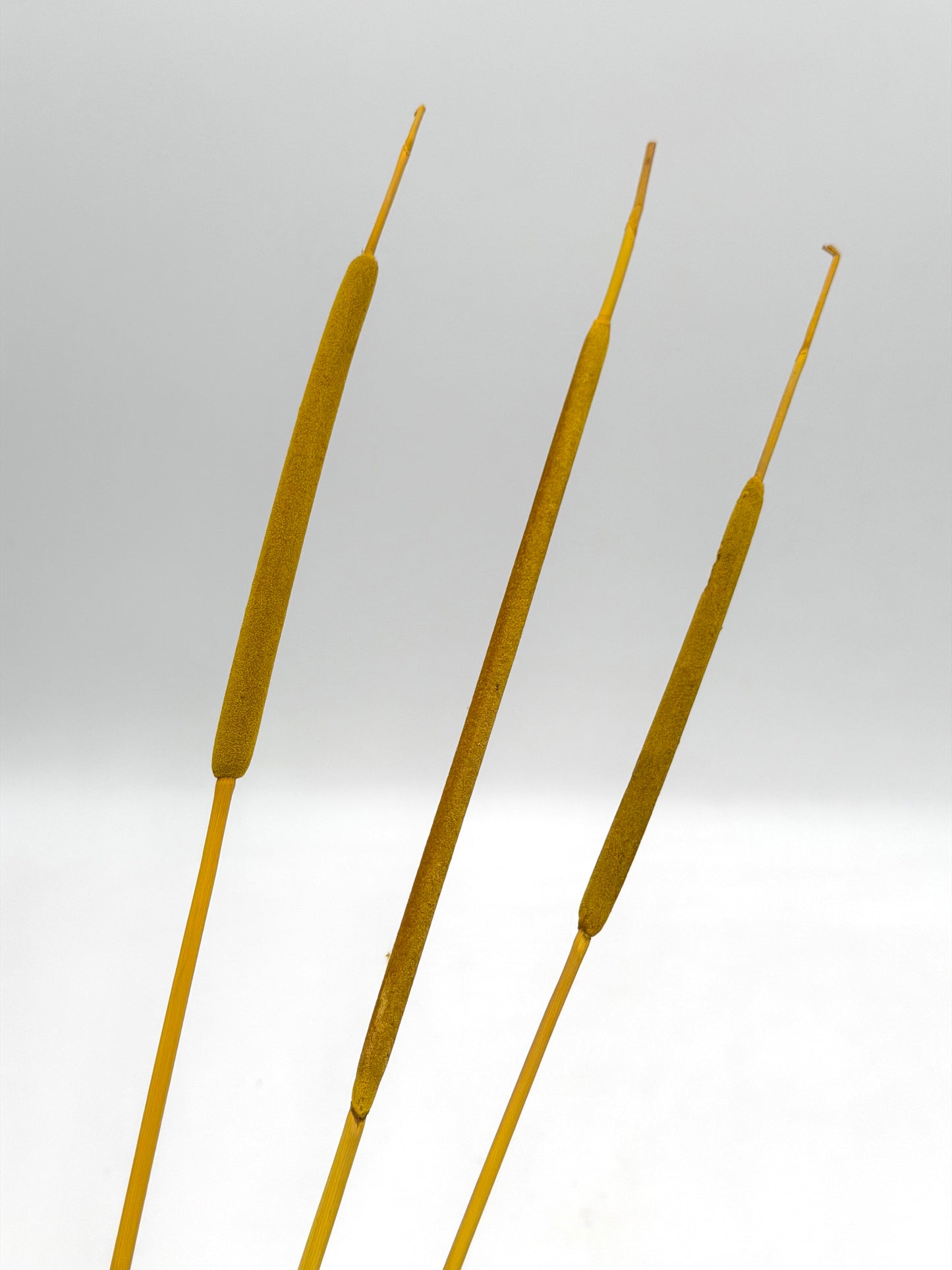 Typha Rohrkolben gelb 3er