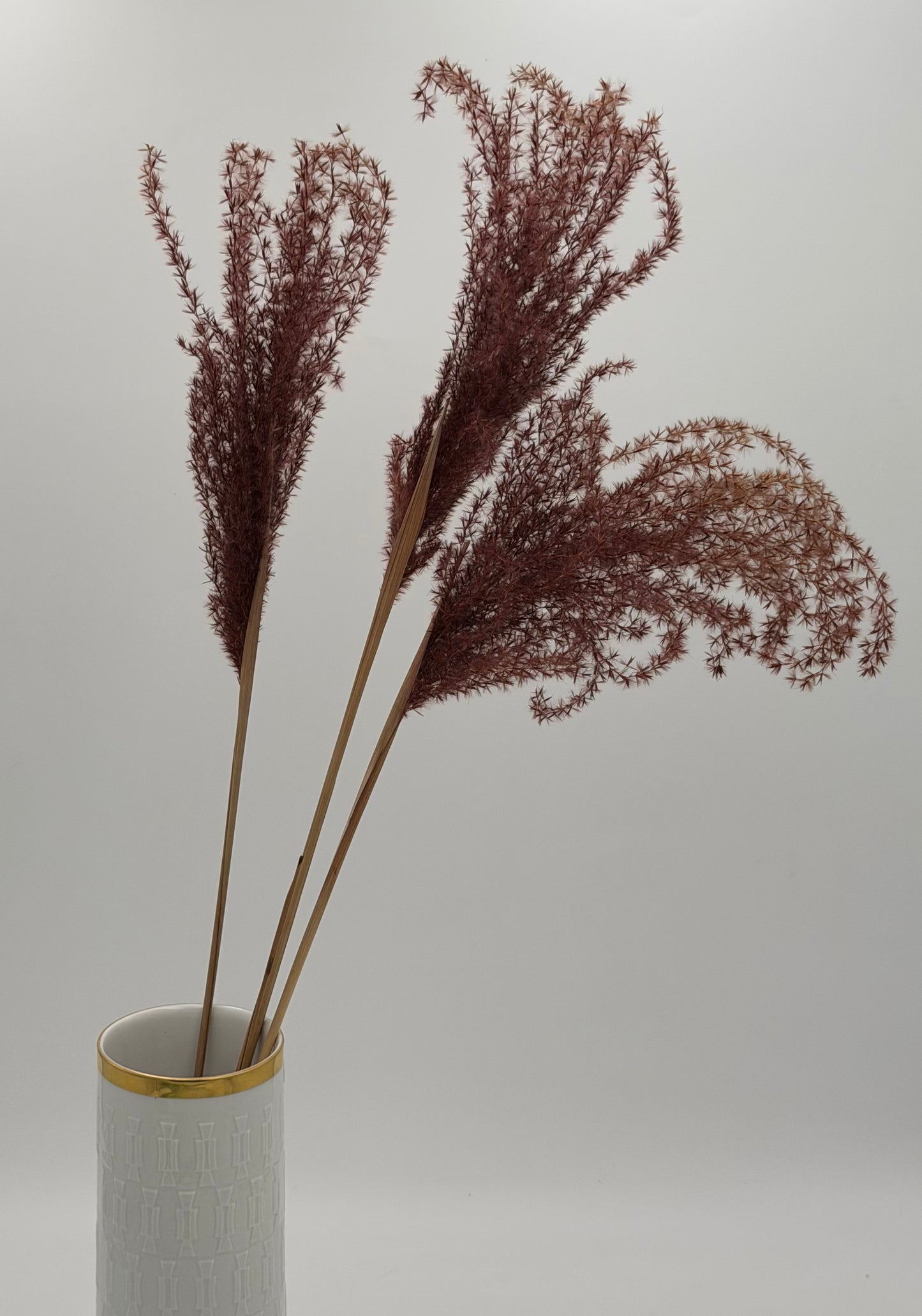 Pampas Stipha Federgras Stiel braun 3 Stück