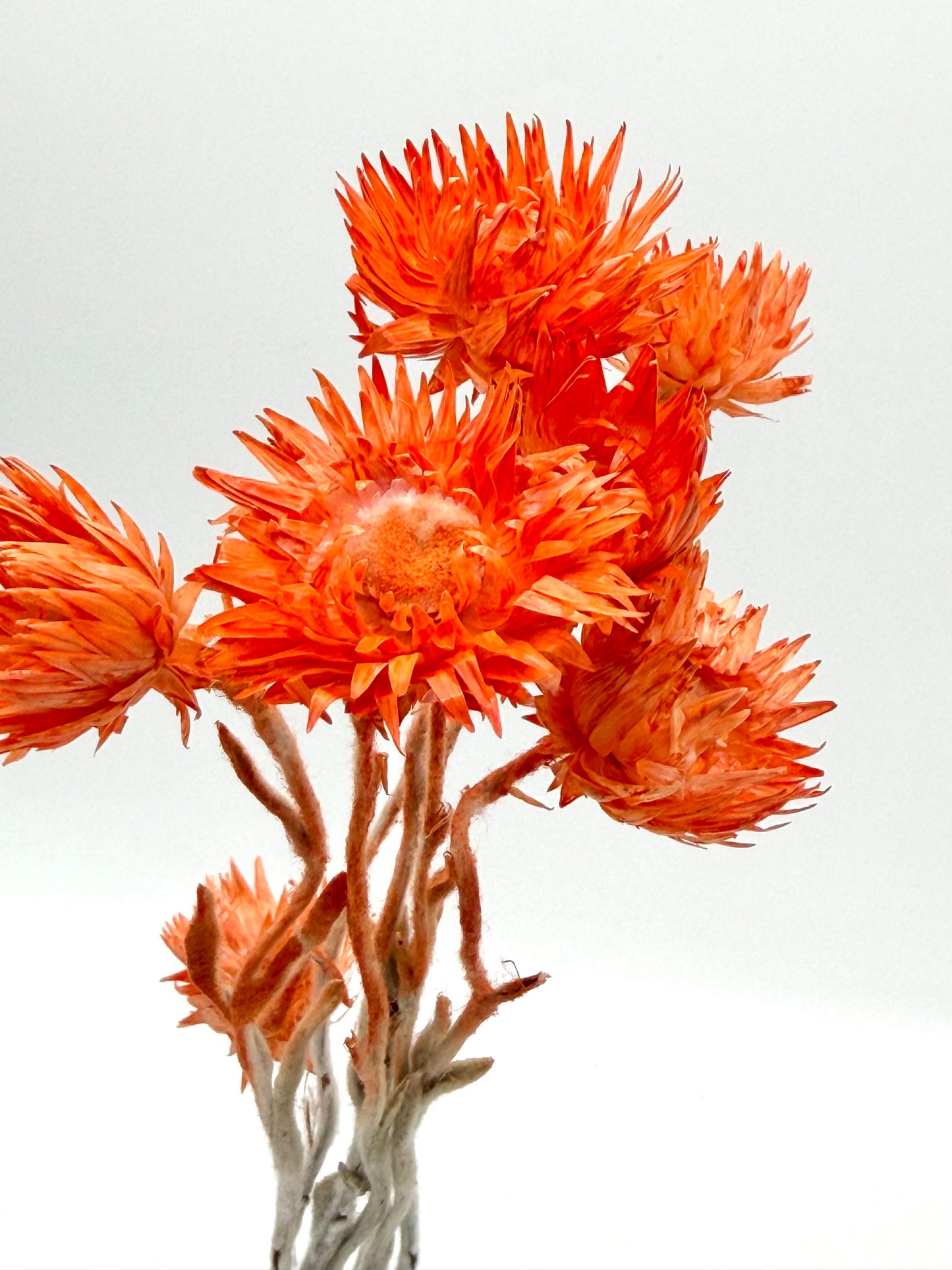 Capblume Strohblume orange