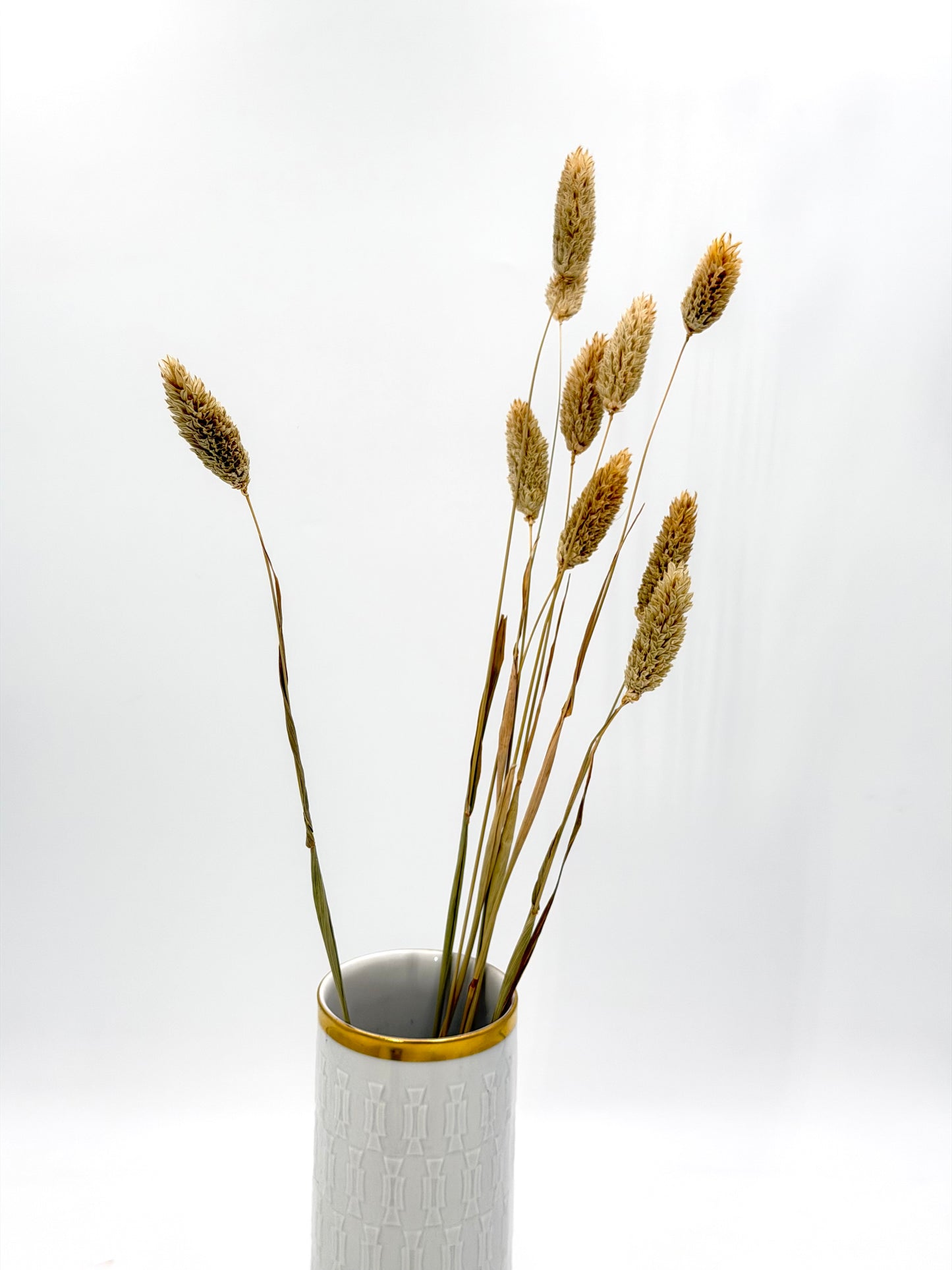 Phalaris natur
