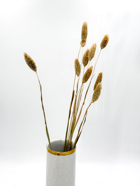 Phalaris natur