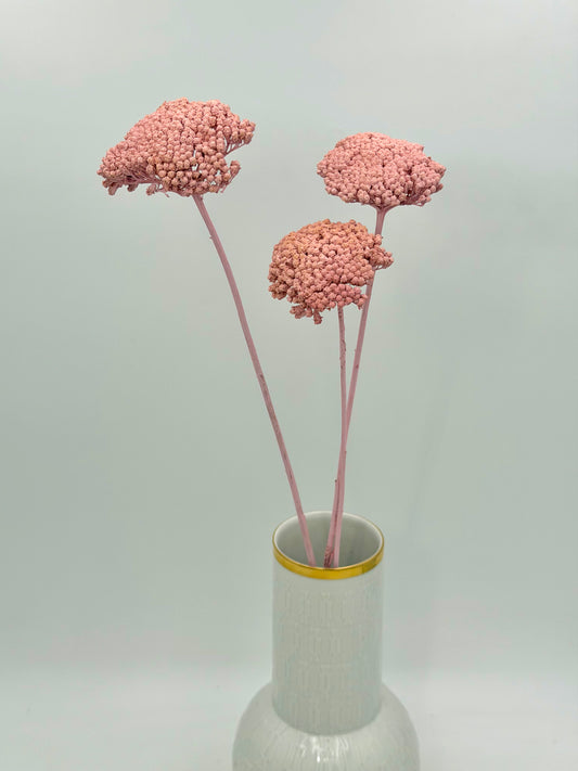 Achillea rosa 3 Stück