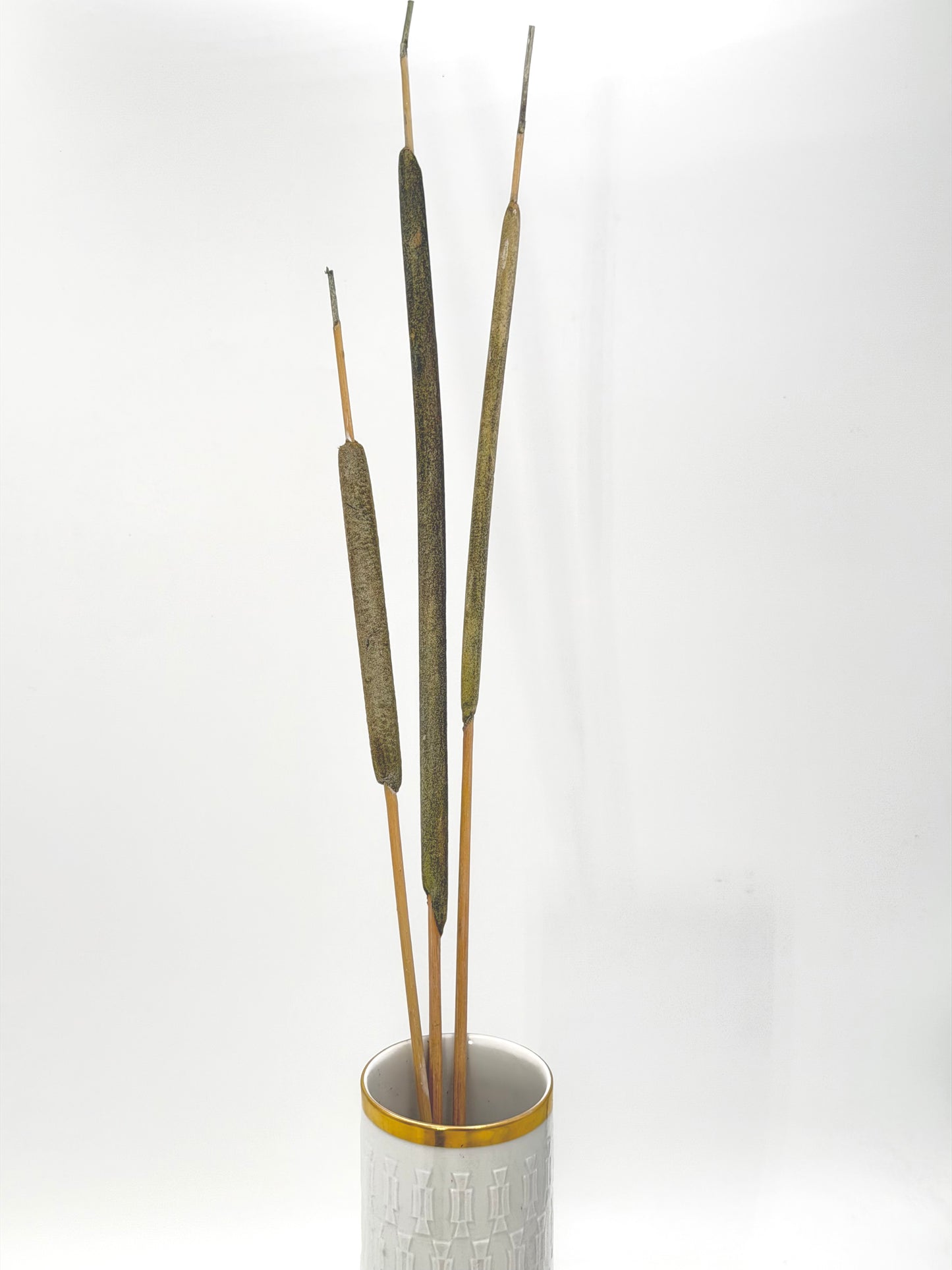 Typha Rohrkolben grün 3er