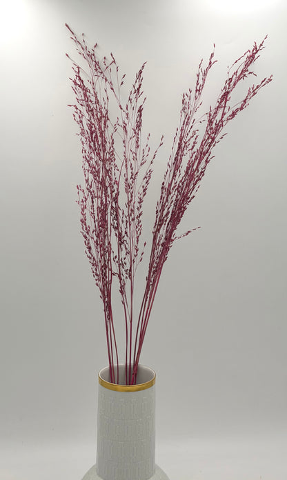 Panicum Ziergras beere 5er