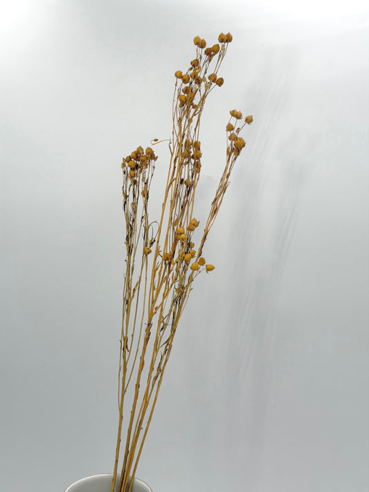 Flachs Natur 5er