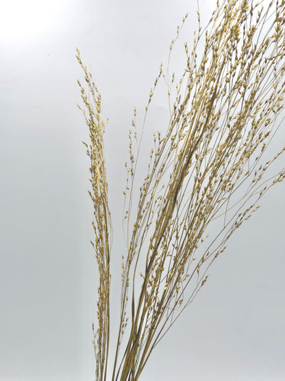 Panicum Ziergras gold 5er