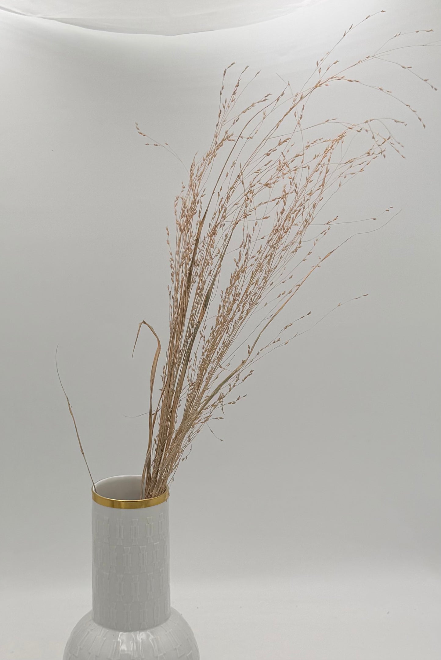 Panicum Ziergras apricot natur 5er