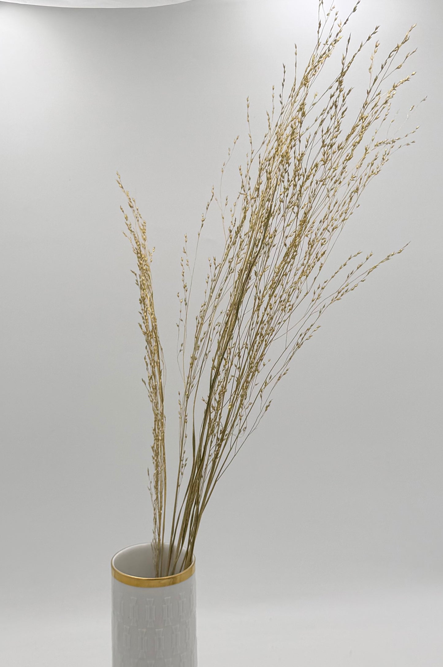 Panicum Ziergras gold 5er