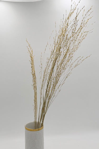 Panicum Ziergras gold 5er