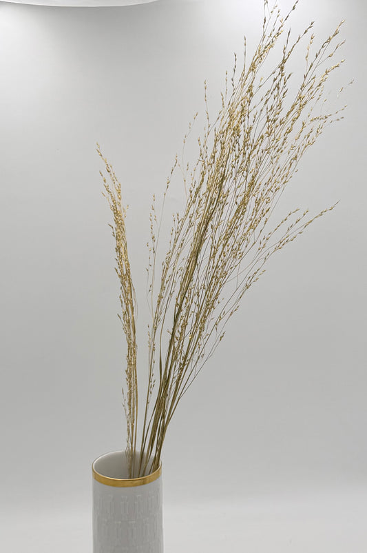 Panicum Ziergras gold 5er