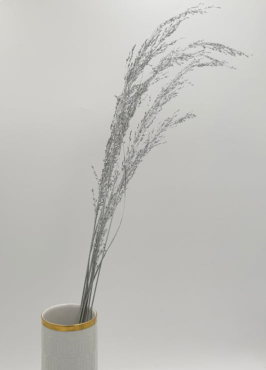 Panicum Ziergras silber 5er