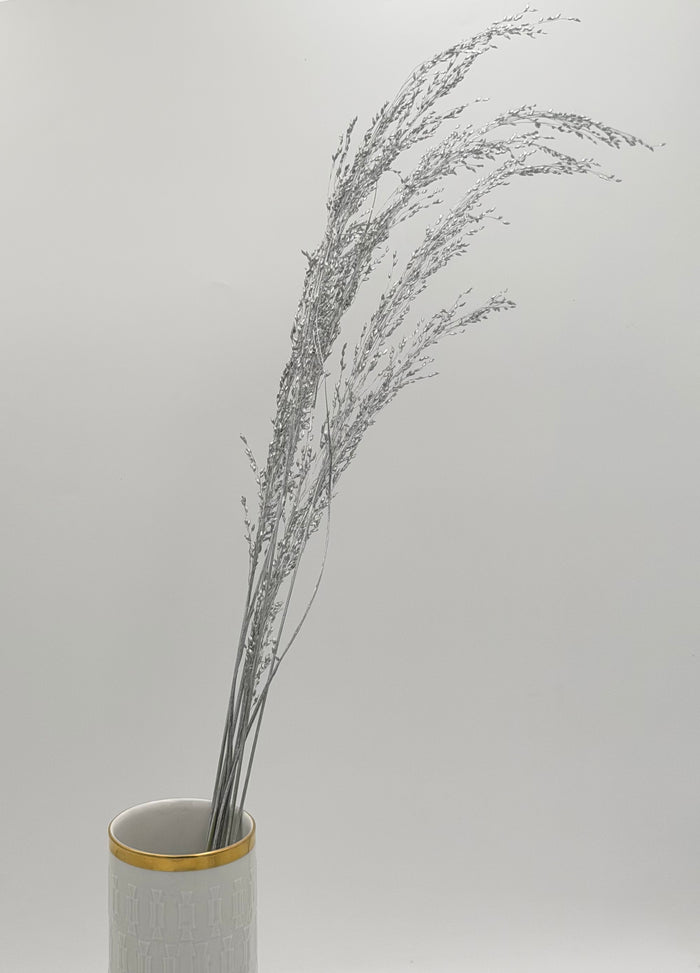 Panicum Ziergras silber 5er