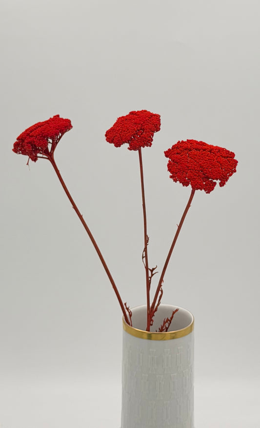 Achillea rot 3 Stück