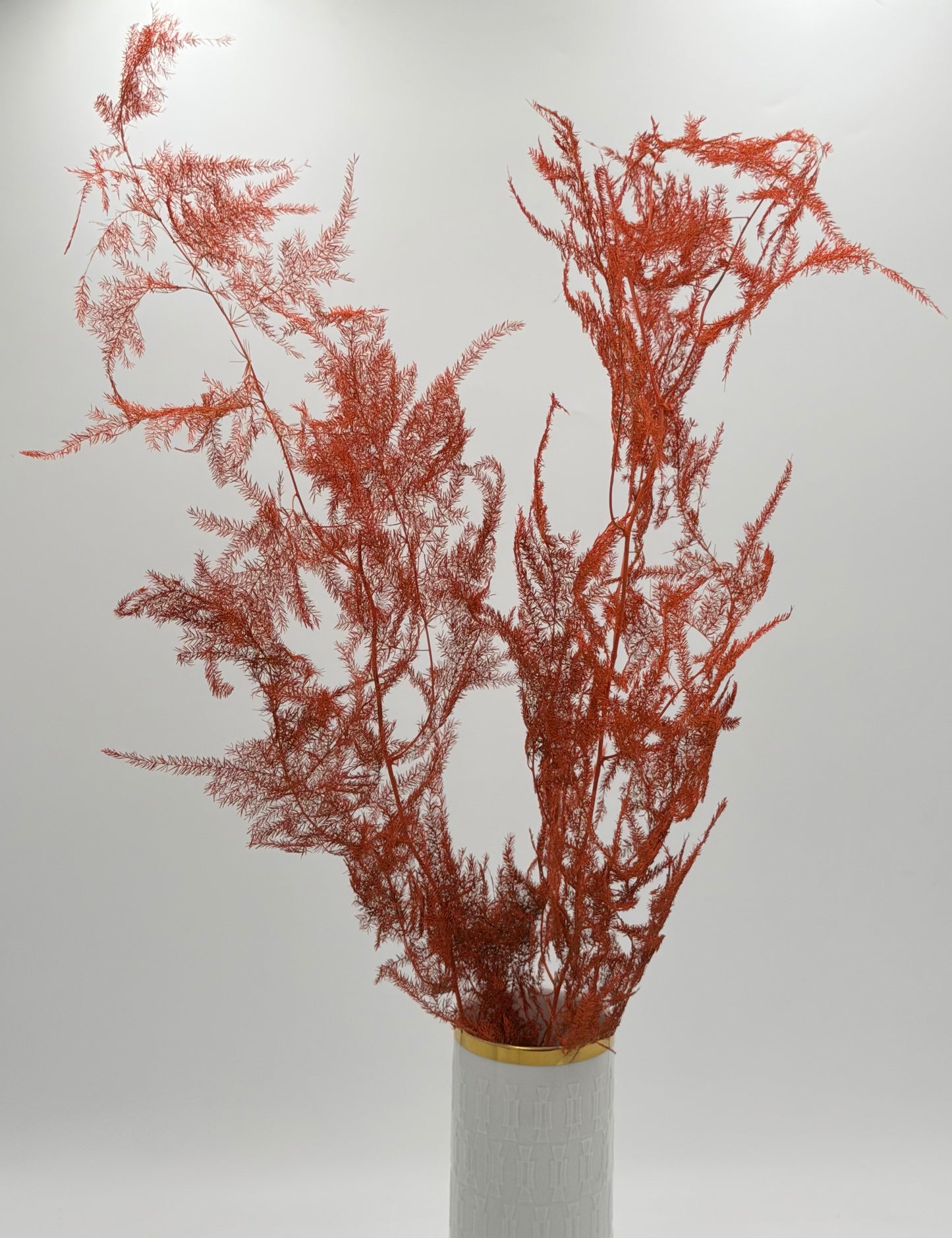 Asparagus orange
