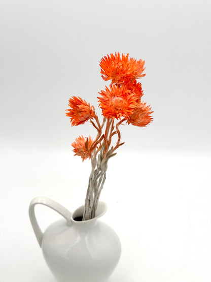 Capblume Strohblume orange