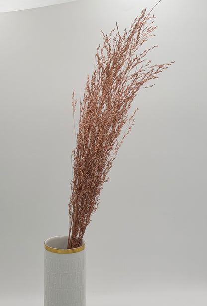 Panicum Ziergras kupfer 5er