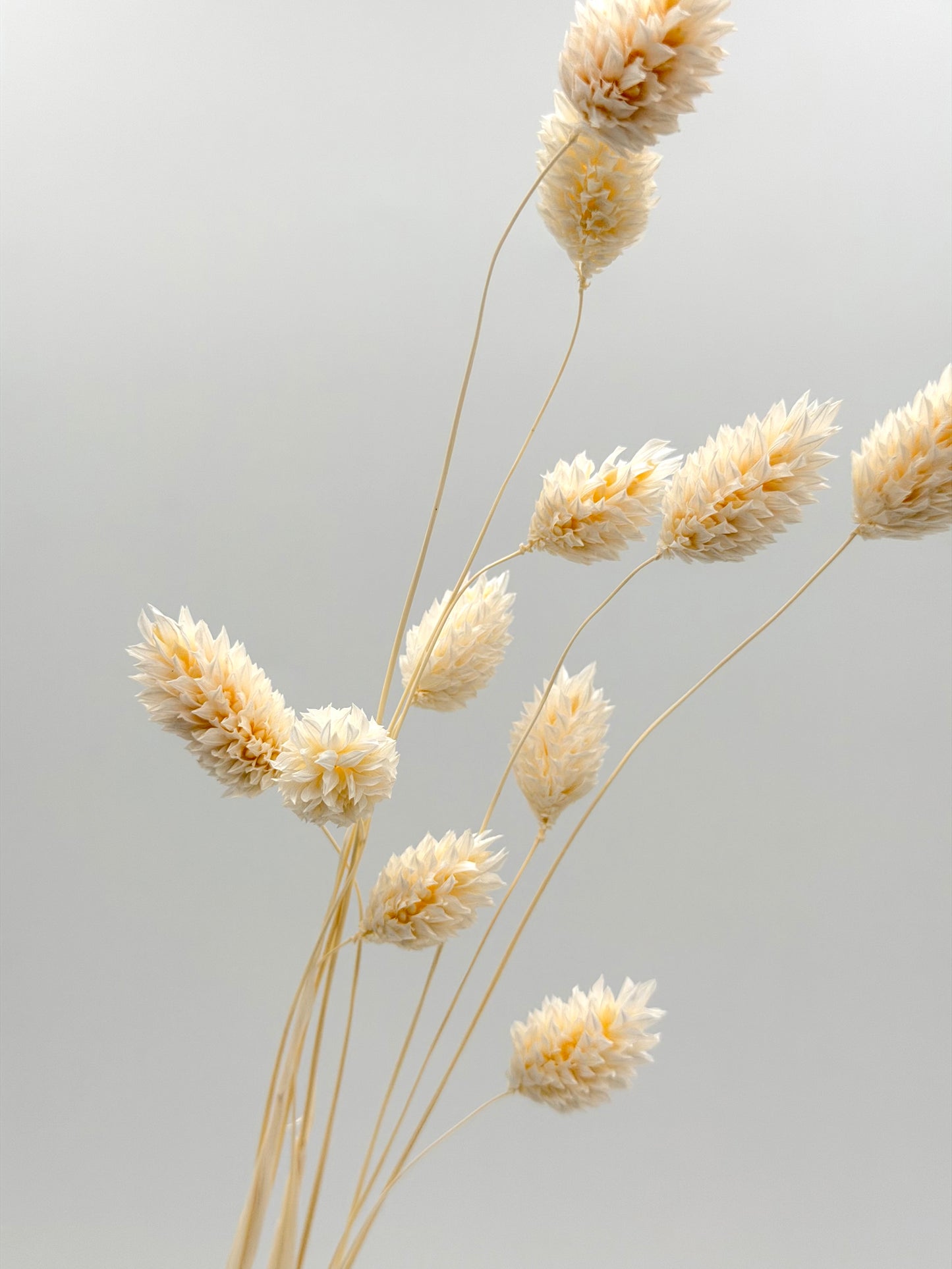 Phalaris weiß creme