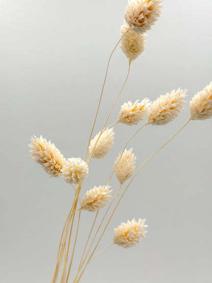 Phalaris weiß creme