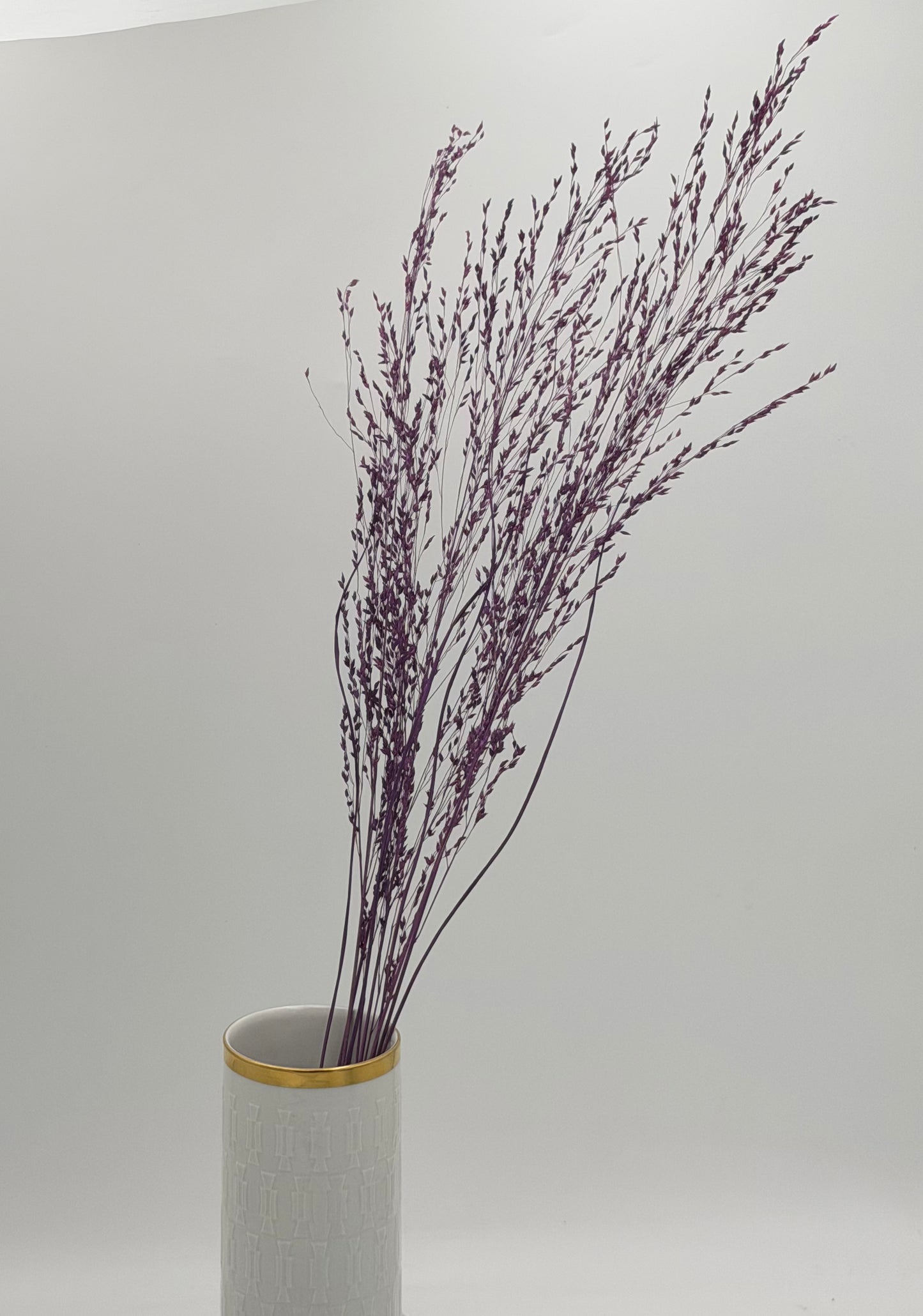 Panicum Ziergras lila 5er