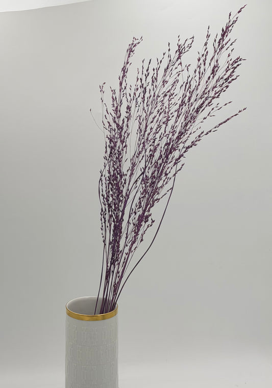 Panicum Ziergras lila 5er