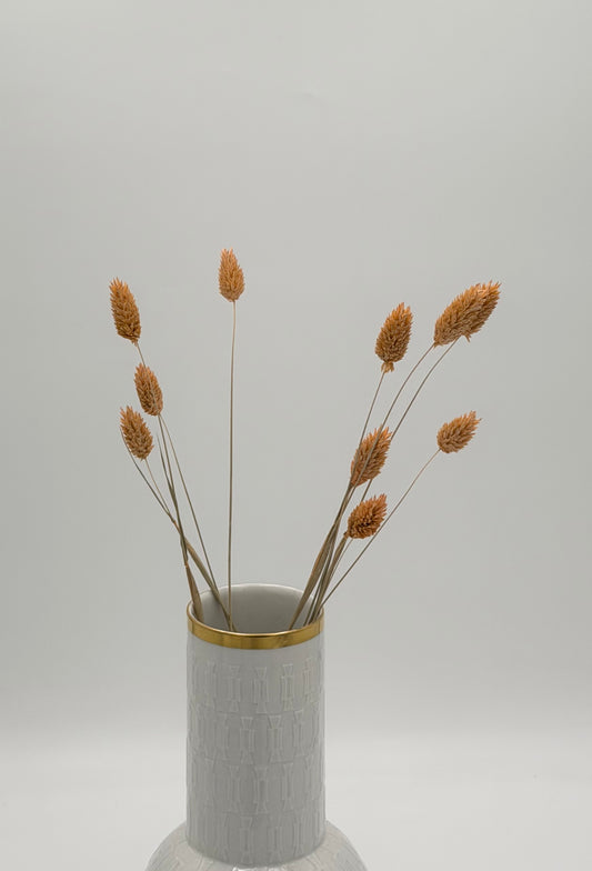 Phalaris apricot