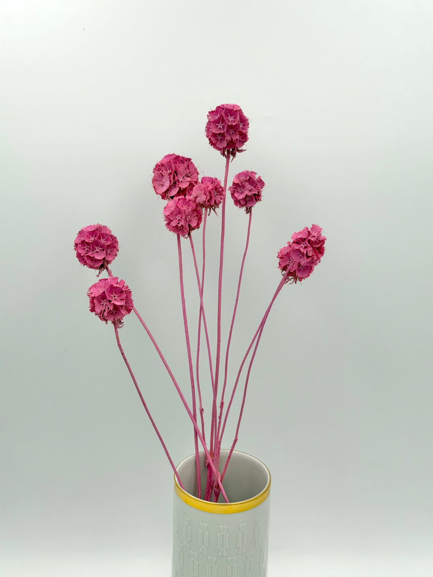 Scabiosa rosa pink