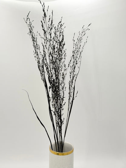 Panicum Ziergras schwarz 5er