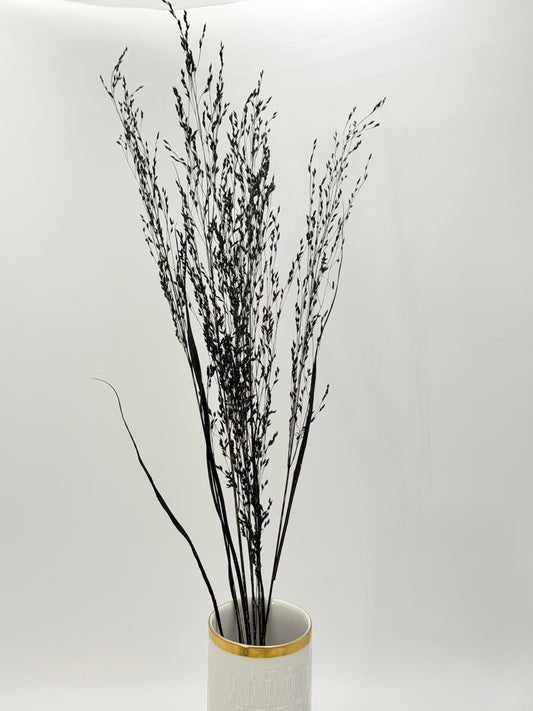 Panicum Ziergras schwarz 5er