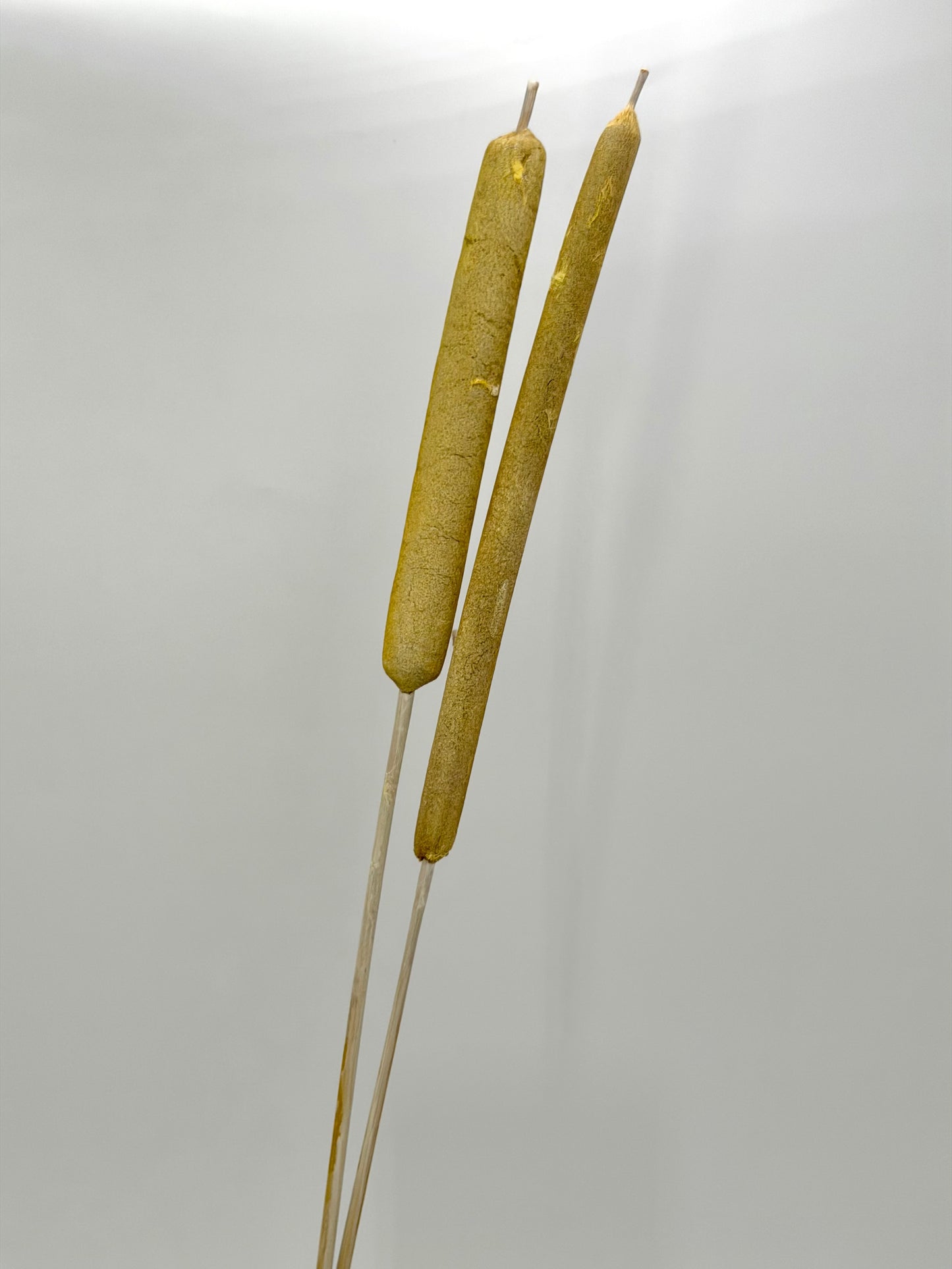 Typha Schilfkolben Rohrkolben geraspelt  gelb frosted 2er