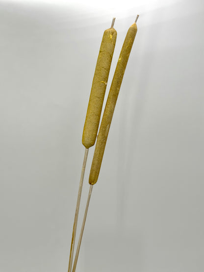 Typha Schilfkolben Rohrkolben geraspelt  gelb frosted 2er
