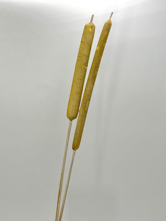 Typha Schilfkolben Rohrkolben geraspelt  gelb frosted 2er