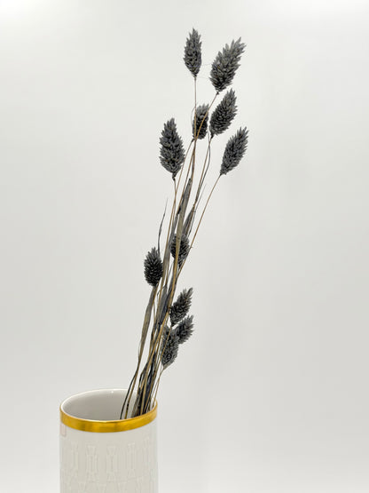 Phalaris grau