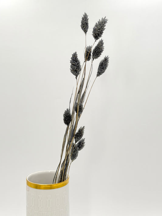 Phalaris grau