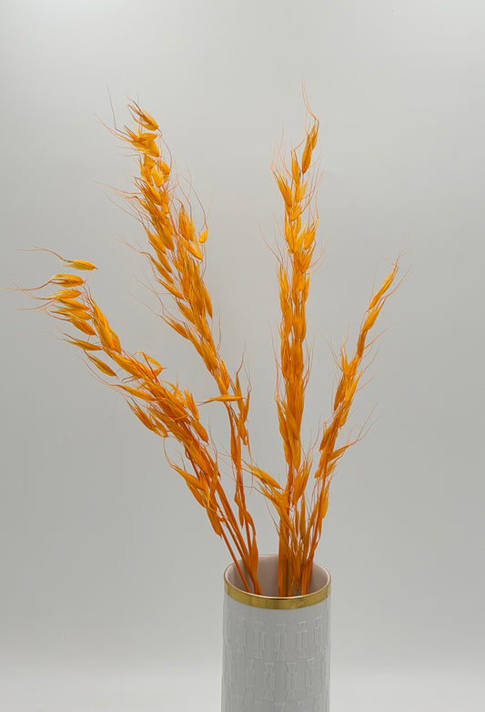 Hafer wild orange 5er