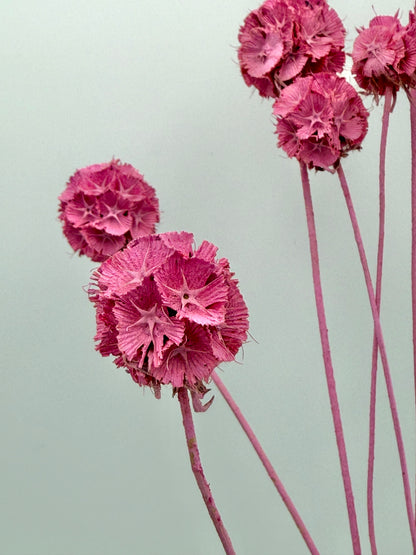 Scabiosa rosa pink