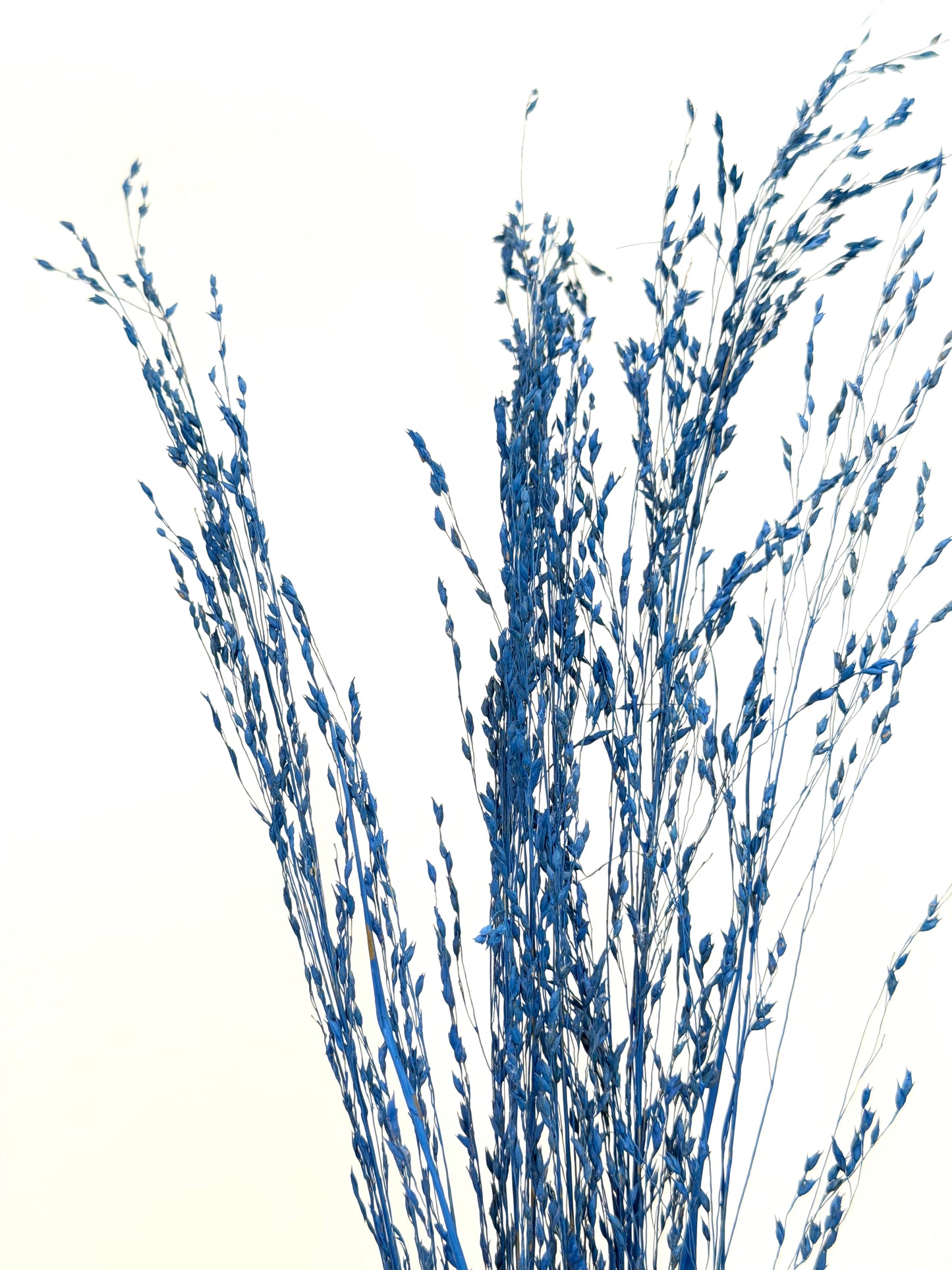 Panicum Ziergras blau 5er